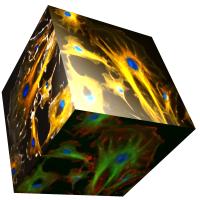 Vischecked images on a cube