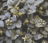 color-deficient simulation of mock strawberry plants